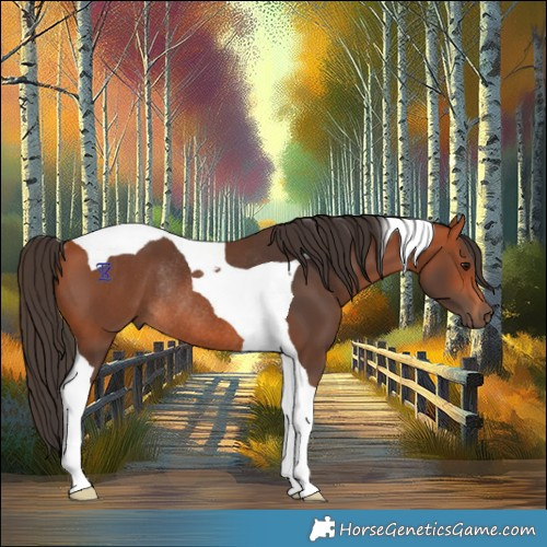 Horse Color:Bay Tobiano Rabicano