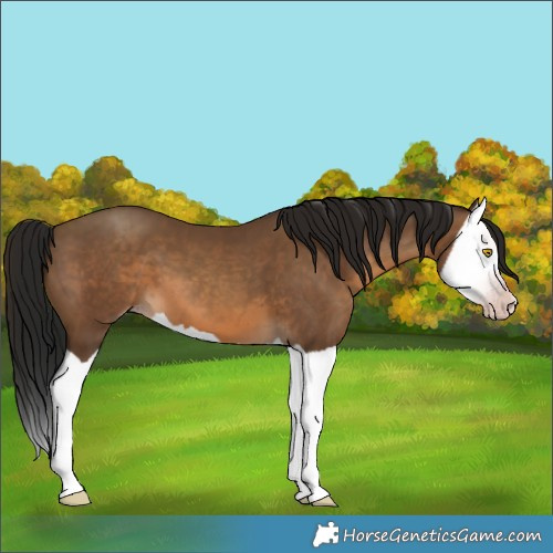 Horse Color:Gray Sable Champagne Splash