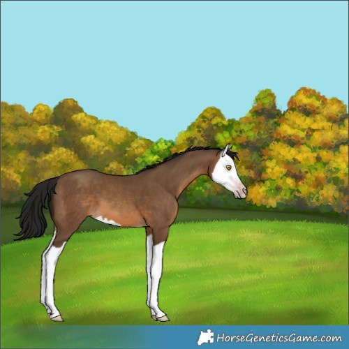 Horse Color:Gray Sable Champagne Splash