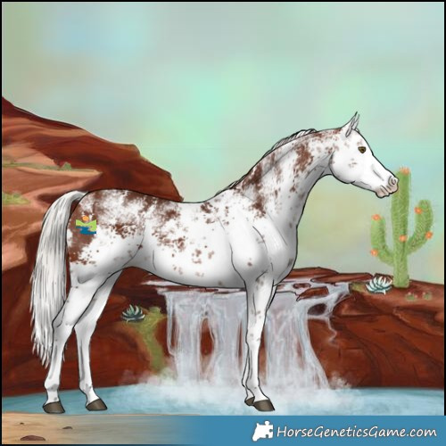 Horse Color:White Spotted Silver Brown Sabino Splash 