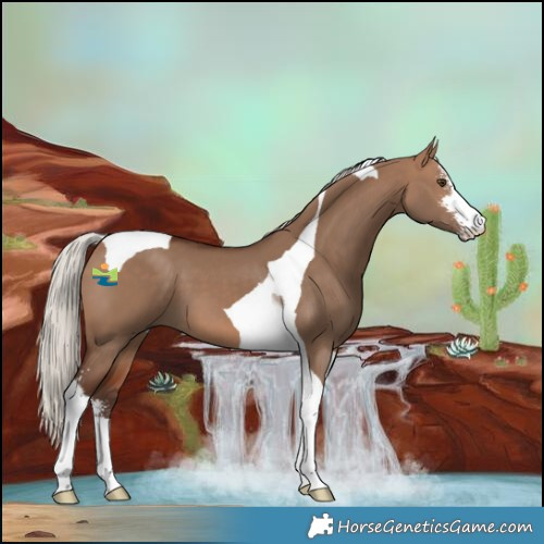Horse Color:Silver Brown Dun Sabino Tobiano 