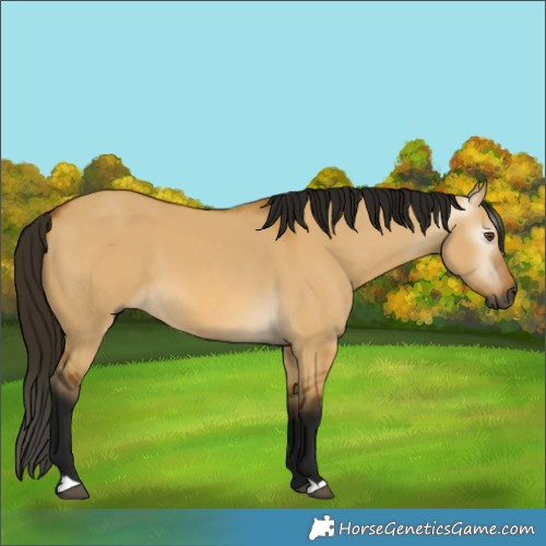 Horse Color:Gray Buckskin Dun 