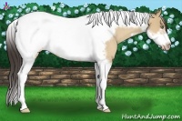 Horse Color:Amber Champagne Roan Dun Tobiano Frame Rabicano