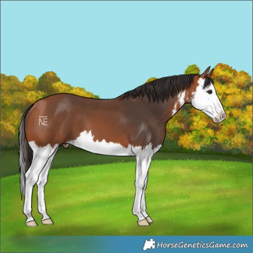 Horse Color:White Spotted Bay Splash 