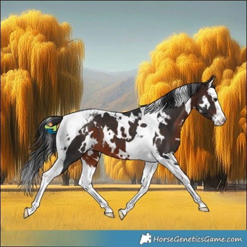 Horse Color:White Spotted Bay Splash Tobiano