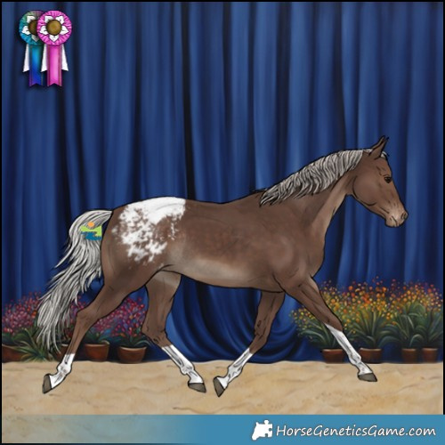 Horse Color:Silver Black Tobiano Snowcap Rabicano