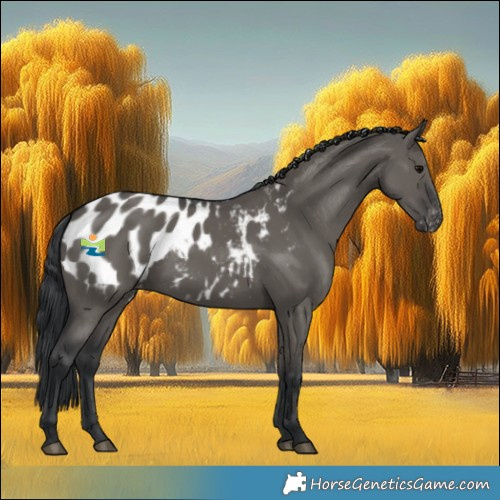 Horse Color:Grullo Blanket