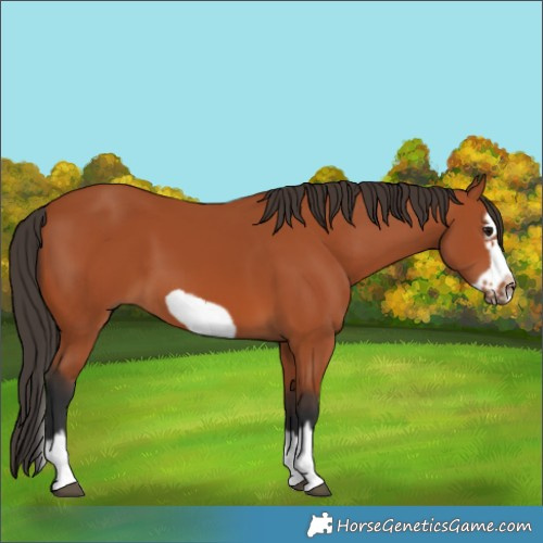 Horse Color:Bay Splash Frame 