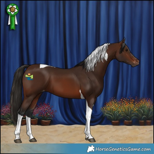 Horse Color:Gray Bay Tobiano Varnish