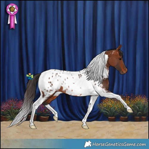 Horse Color:Bay Tobiano Near Leopard Rabicano