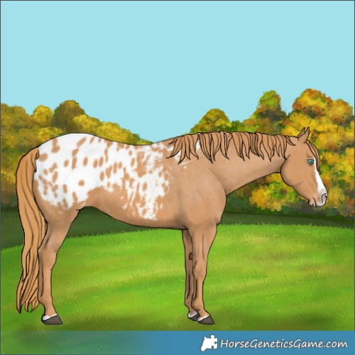 Horse Color:Chestnut Splash Blanket