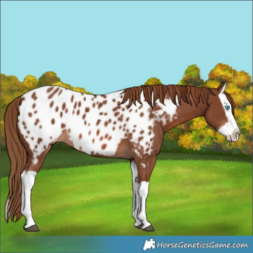 Horse Color:Chestnut Splash Near Leopard 