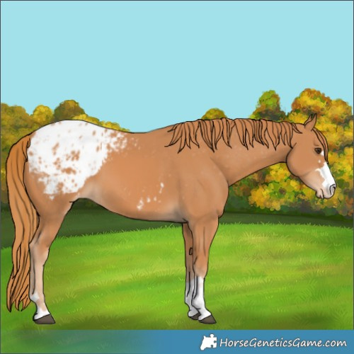 Horse Color:Chestnut Blanket 