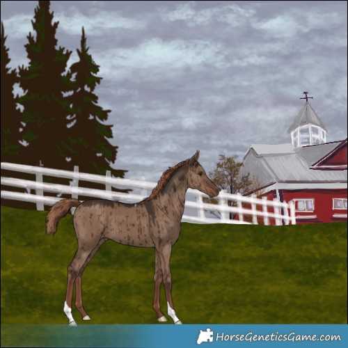 Horse Color:Liver Red Dun Tobiano Rabicano Brindle 