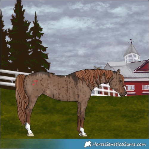 Horse Color:Liver Red Dun Tobiano Rabicano Brindle 