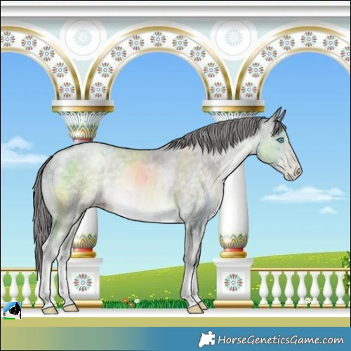 Horse Color:Platinum Buckskin Pearl Rabicano
