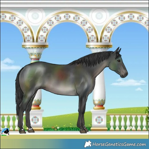Horse Color:Platinum Black Rabicano 