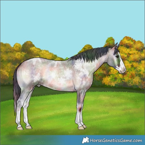 Horse Color:Nacre Brown Ice Roan Onyx Splash 