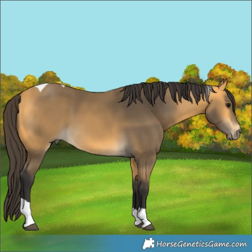 Horse Color:Buckskin Tobiano 