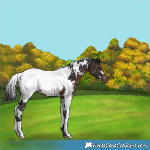 Horse Color:White Spotted Brown Snowcap