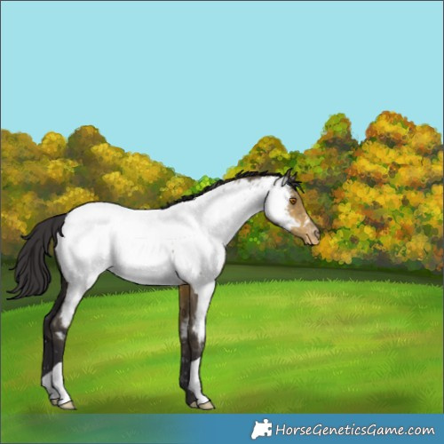 Horse Color:Buckskin Dun Near Fewspot