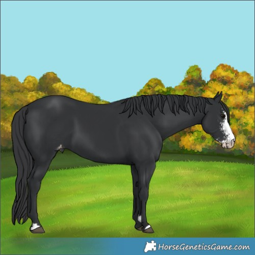 Horse Color:Black Sabino Varnish 