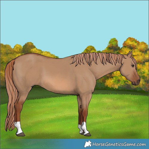Horse Color:Red Dun 