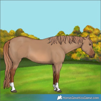 Horse Color:Red Dun 