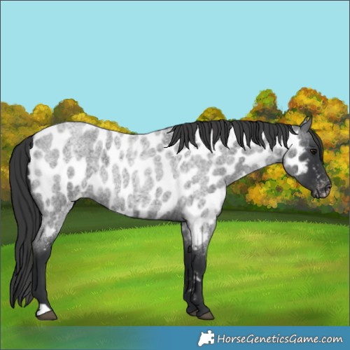 Horse Color:Blue Roan Near Leopard 