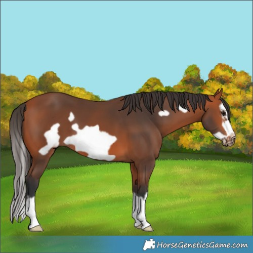 Horse Color:Bay Splash Frame