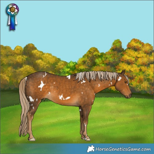 Horse Color:White Spotted Chocolate Palomino Rabicano