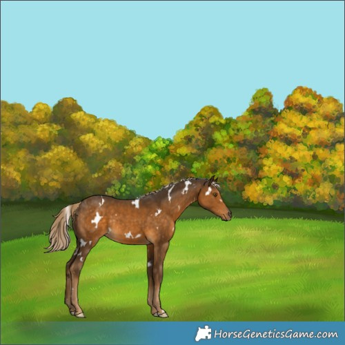 Horse Color:White Spotted Chocolate Palomino Rabicano