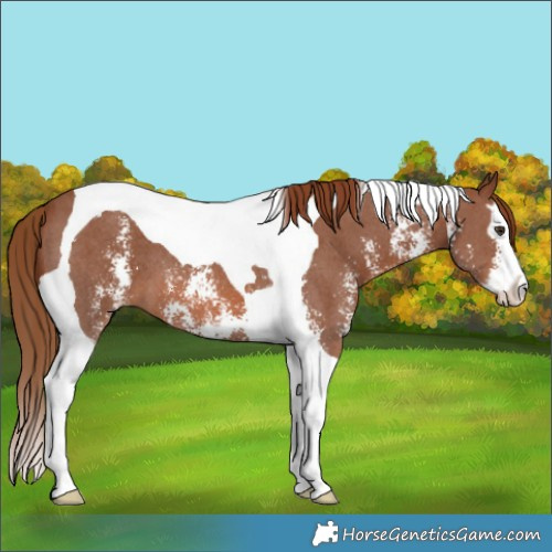 Horse Color:Chestnut Sabino Splash Tobiano 