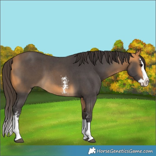 Horse Color:Buckskin Sabino Splash