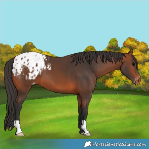 Horse Color:Bay Blanket 