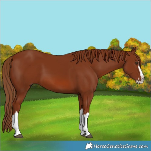 Horse Color:Chestnut Sabino Splash 