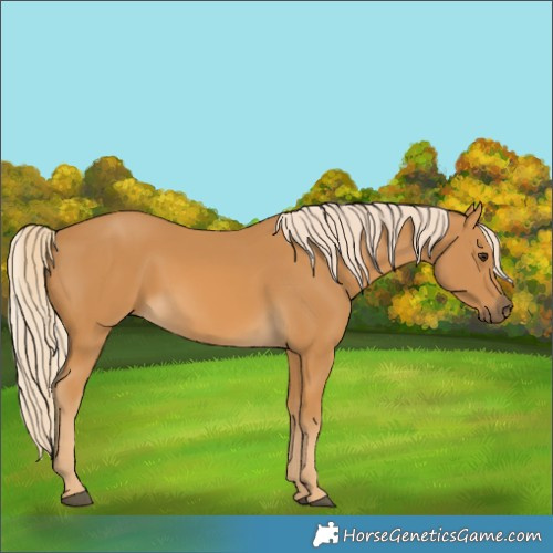 Horse Color:Palomino