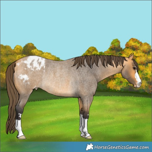 Horse Color:Buckskin Roan Blanket Rabicano