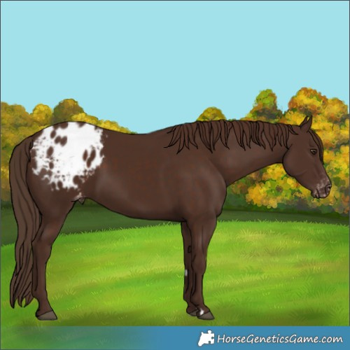 Horse Color:Liver Chestnut Blanket 