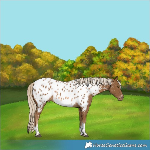 Horse Color:Chocolate Palomino Sabino Tobiano Near Leopard 