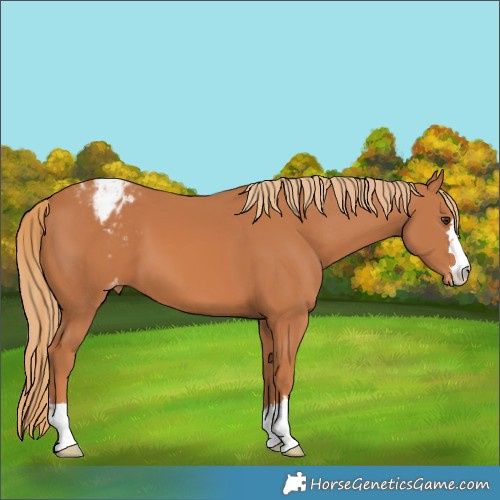 Horse Color:Chestnut Varnish