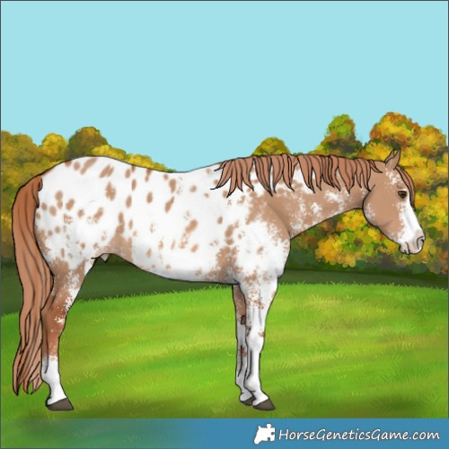 Horse Color:Red Dun Sabino Splash Blanket Rabicano