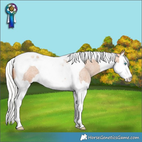 Horse Color:Silver Amber Champagne Roan Splash Tobiano