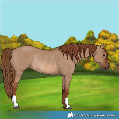Horse Color:Red Dun Rabicano