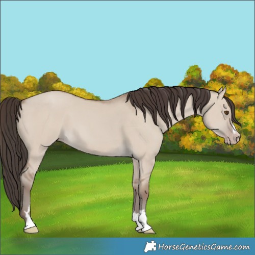 Horse Color:Classic Champagne Dun 