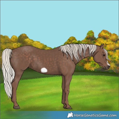 Horse Color:Silver Black Frame 