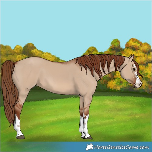 Horse Color:Red Dun 