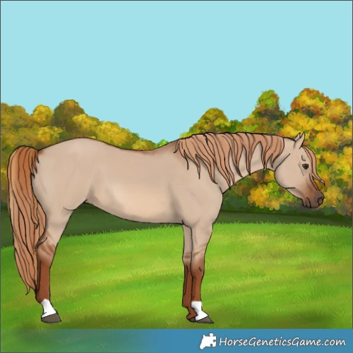 Horse Color:Red Dun 