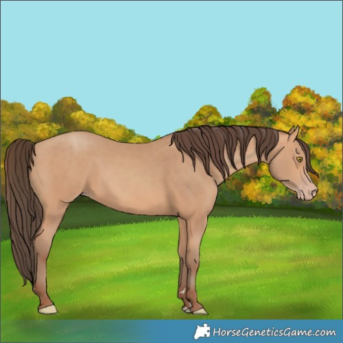 Horse Color:Amber Champagne 