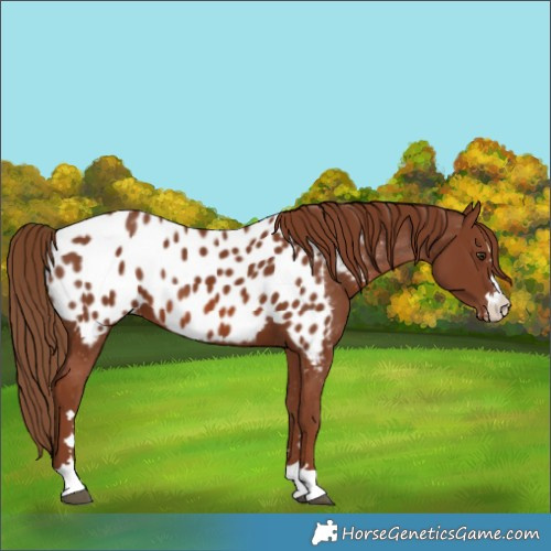 Horse Color:Chestnut Appaloosa 